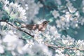 Songbird warbler sits on a branch in spring sunny garden on flowering branches Royalty Free Stock Photo