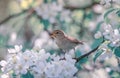 Songbird warbler sits on a branch in a sunny spring garden on the blooming white branches of an apple tree Royalty Free Stock Photo