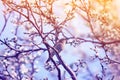 Songbird Warbler sitting on branches with flowers and pink buds in may Sunny garden Royalty Free Stock Photo