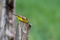 Songbird yellow wagtail, Motacilla flava on a fence post Royalty Free Stock Photo