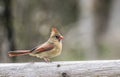 A female Cardinal sits on a branch.