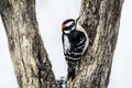 A little Downy Woodpecker sits between two tree branches. Royalty Free Stock Photo