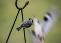 Carolina Chickadee watches the bird show. Royalty Free Stock Photo