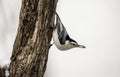 Little Nuthatch hangs upside down from a tree. Royalty Free Stock Photo