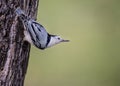 Little Nuthatch hangs upside down on a tree trunk. Royalty Free Stock Photo