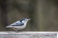 Little Nuthatch sits waiting for food. Royalty Free Stock Photo