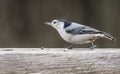 Little Nuthatch sits waiting for food. Royalty Free Stock Photo
