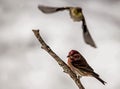 A Rosy Fitch watches a bird feeder.