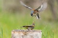 Songbirds fight on a bird feeder in the forest