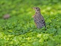 An immature Robin sits near his parent in green grass. Royalty Free Stock Photo