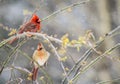 A male and female Cardinal perches in the snow. Royalty Free Stock Photo