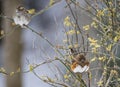 A Towhee and a Warbler perch together on a limb. Royalty Free Stock Photo