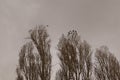 Starlings on the poplar trees in the countryside. Bird, sparrow | Songbirds