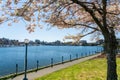 Songhees Point Park Walkway. Full bloom cherry blossom during springtime. Victoria Inner Harbour.