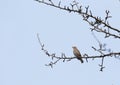 Songthrush sits and sings on  tree branch against a blue sky Royalty Free Stock Photo