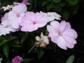 Sonic Lavender new guinea impatiens flowers (summer blooms in New England)