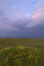 Sonki Flowering and sunset colurs at Kaas,Satara,Maharashtra,India