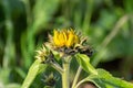 Sonnenblume im Feld