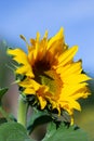 Sonnenblume, Sunflower close-up in the field on a sunny day Royalty Free Stock Photo