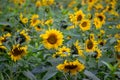 Sonnenblumen Royalty Free Stock Photo