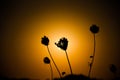 Sonnenuntergang hinter einer Baum Silhouette