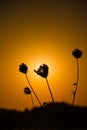 Sonnenuntergang hinter einer Blumen Silhouette