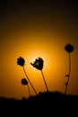 Sonnenuntergang hinter einer Blumen Silhouette