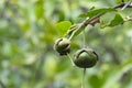 Sonneratia caseolaris fruit on the tree.