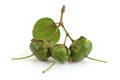 Sonneratia caseolaris,fruits on a white background.