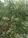 Sonneratia caseolaris tree is is a perennial plant often seen.