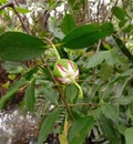 Sonneratia ovata, flower, fruits on tree and Mangrove forests have medicinal properties.