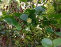 Sonneratia ovata, flower, fruits on tree and Mangrove forests have medicinal properties.