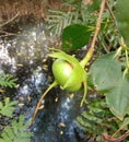 Sonneratia ovata, flower, fruits on tree and Mangrove forests have medicinal properties.