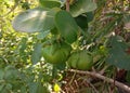 Sonneratia ovata, fruits on tree and Mangrove forests have medicinal properties.