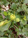Sonneratia ovata, fruits on tree and Mangrove forests.