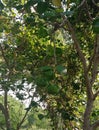 Sonneratia ovata is a mangrove tree in the family Lythraceae.