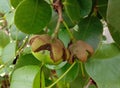 Sonneratia ovata is a mangrove tree in the family Lythraceae.