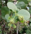 Sonneratia ovata is a small, medium-sized, evergreen tree with long.