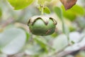 Sonneratia ovate fruit, Mangrove apple or Cork tree with red ants climbing on nature background.