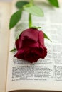 Sonnet 18 red rose vertical Royalty Free Stock Photo