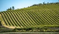 Sonoma and napa valley vinyards in california Royalty Free Stock Photo