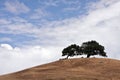 Sonoma Valley California Golden Hills and Trees Royalty Free Stock Photo