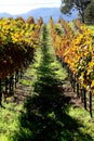 Sonoma vineyard Royalty Free Stock Photo