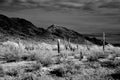 Sonora Desert Arizona in Infrared