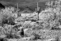 Sonora Desert Arizona in Infrared