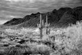 Sonora Desert Arizona in Infrared