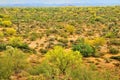 Sonora Desert Arizona With Palo Verde Trees in bloom Royalty Free Stock Photo