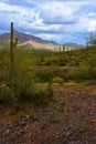 Sonora Desert Arizona Picacho Peak State Park