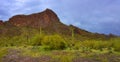 Sonora Desert Arizona Picacho Peak State Park