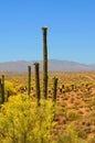 Sonora Desert Arizona